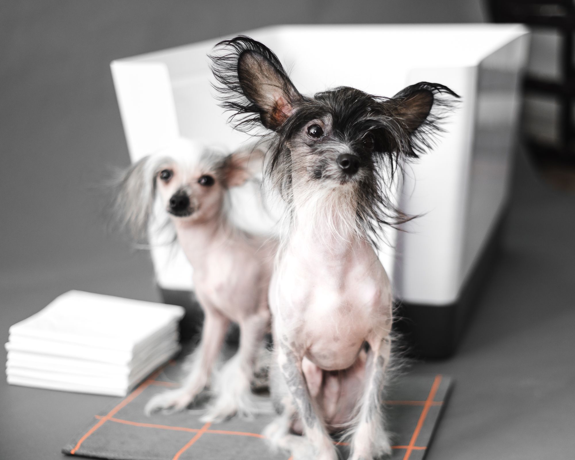 pee pads for dogs, doggy bathroom